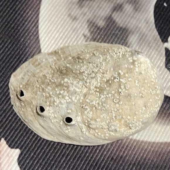 Small Abalone Seashell w/Smudge - Picture 3 of 5